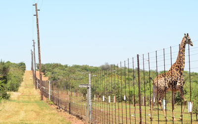 Electric fencing solution for large game farm