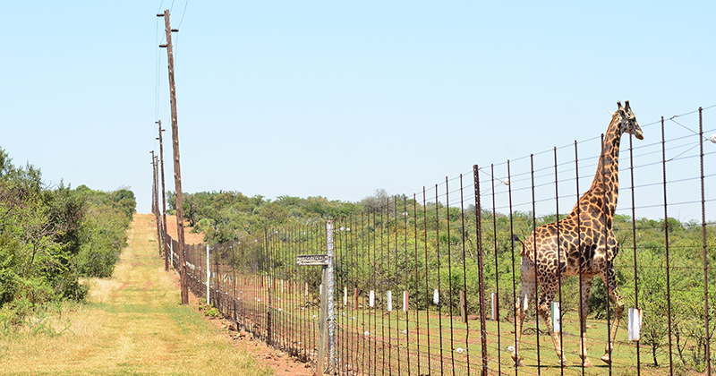 Electric fencing solution for large game farm