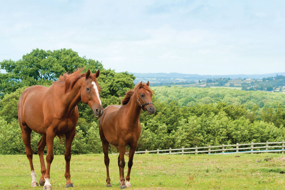 How Do Electric Horse Fences Keep Your Horses Safe?